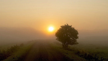 Misty Morning, mist, sun, tree, countryside HD wallpaper