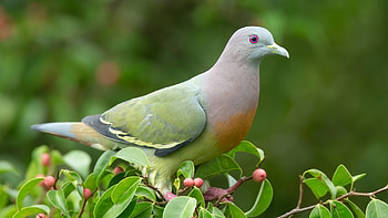 Pink-necked Green Pigeon Treron Vernans Bird Is Standing On Berry Fruit Tree Branches Birds HD wallpaper