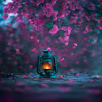 Light of spring, Lantern, Flowers, Bokeh, Blue HD wallpaper