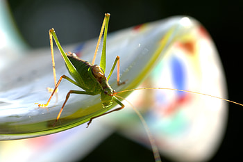 Plant, Macro, Insect, Grasshopper HD wallpaper