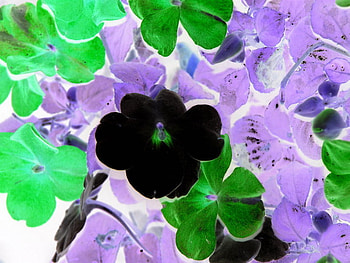 pansy party, pansy, nature, flowers, black HD wallpaper