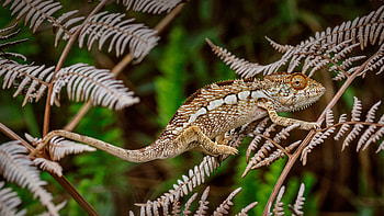 Panther Chameleon in Amber Mountain National Park, Madagascar, Animal, chameleon HD wallpaper