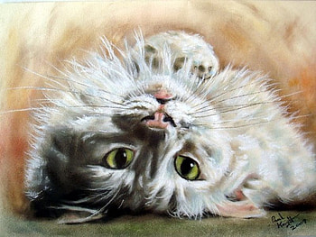 Cat, animal, kitten, feline HD wallpaper