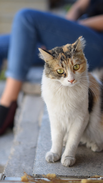Animal, cat HD phone wallpaper
