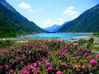 Lake flowers, blue, river, coast, shore, reflection, slopes, fresh, lake, mountain, summer, pink, cliffs, freshness, clouds, nature, waters, sky, flowers, riverbank HD wallpaper