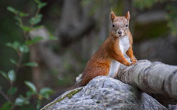Squirrel, cute, animal, rodent HD wallpaper