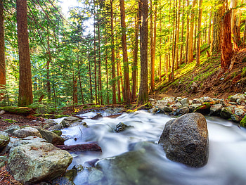 south_slope, falls, trees, stone, nature, water, forest, rock HD wallpaper