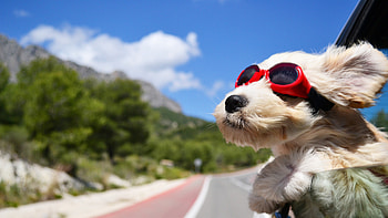 Preview dog, face, wind, glasses HD wallpaper