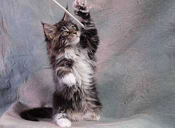 Playing kitty, kitten, sweet, kitty, cute, cat, fluffy, play, playing, game, funny, adorable HD wallpaper