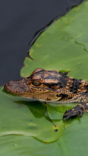 Crocodile, Reptile species, Aquatic predator, Powerful jaws HD phone wallpaper