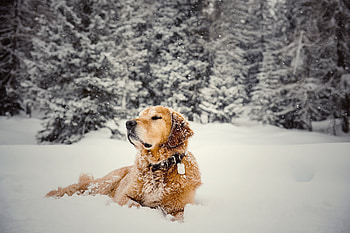 Animal, Golden Retriever, Dog, Snow, Winter, Dogs HD wallpaper
