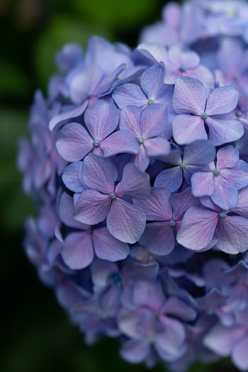 Flowers, Lilac, Plant, Flowering, Bloom, Inflorescence HD phone wallpaper