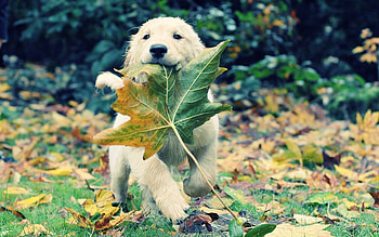 Animals, Dogs HD wallpaper