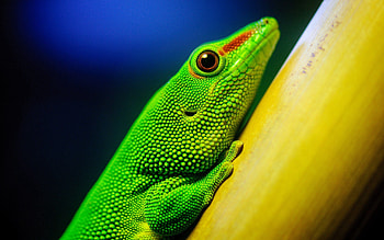 Animals, Bright, Branch, Color, Lizard HD wallpaper
