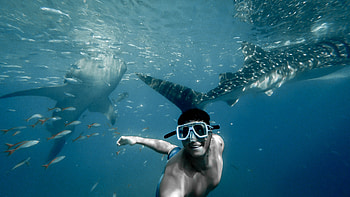 Whale sharks, Snorkeling HD wallpaper