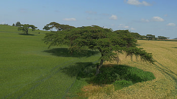 Aerial acacia trees, Wheat field view, African scenery, Stock video footage HD wallpaper