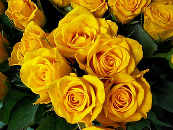 Flowers, Roses, Bright, Beauty, Bouquet HD wallpaper
