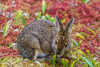 Snowshoe, Hares HD wallpaper