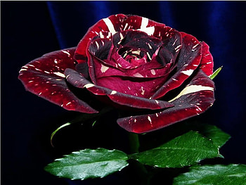 Rose, white, velvet, flower, red HD wallpaper