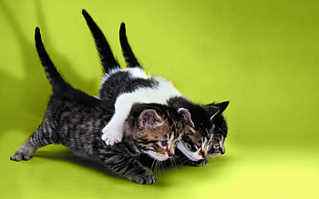 Animals, Cats HD wallpaper