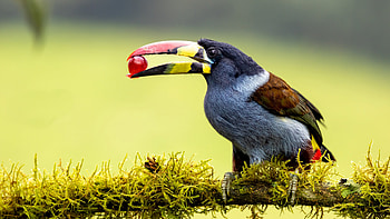 Toucan, animal, nature, bird HD wallpaper