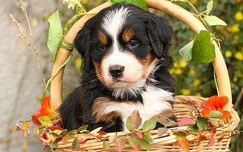 Animals, Flowers, Dog, Puppy, Basket, Bernese Mountain Dog, Berne Zennenhund, Bernese Shepherd HD wallpaper