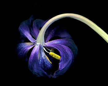 Lily in the wind, wind, purple, stem, bent, lily HD wallpaper