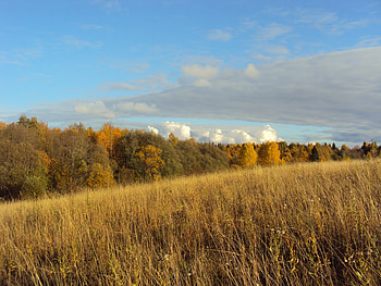 Nature, Grass, Autumn, Field, Withered, It's A Sly, Polyana, Glade, Meadow HD wallpaper