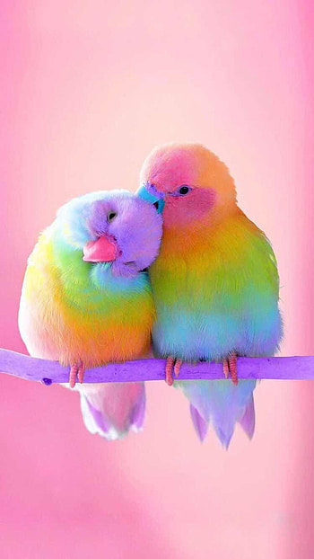 Beautiful Birds Birds, Pink Love Birds HD phone wallpaper