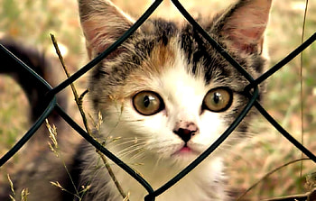 Sweet Kitten, cute, Cat, Animal, Kitten HD wallpaper