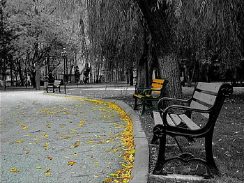 mixed seasons, mixed, seasons HD wallpaper