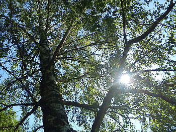 Birch Tree, , , Peakpx HD wallpaper