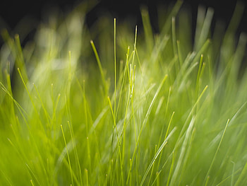 Bliss, smooth squ4d HD wallpaper