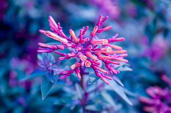 Flowers, Plant, Macro, Close-Up, Bloom, Flowering HD wallpaper
