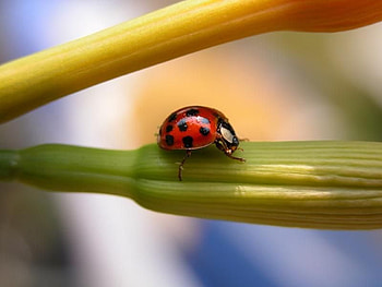 Ladybug-on-Flower-Bud, ladybird HD wallpaper