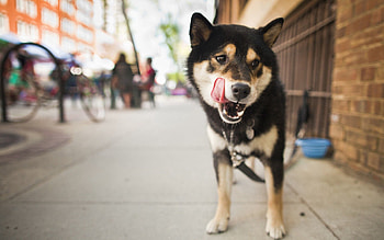 Animals, City, Dog, Street, Lick Your Lips, Licking HD wallpaper