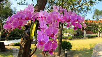 Orchids, garden, beautiful, bright color HD wallpaper