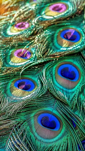 Peacock Feather, Feather Art, peacock HD phone wallpaper