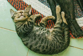 Animals, Lies, Kitty, Kitten, Sleep, Dream HD wallpaper