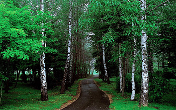 Nature, Trees, Grass, Road, Path HD wallpaper