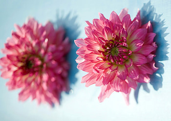 Dahlia delight, summer, dahlia, pink, flower HD wallpaper