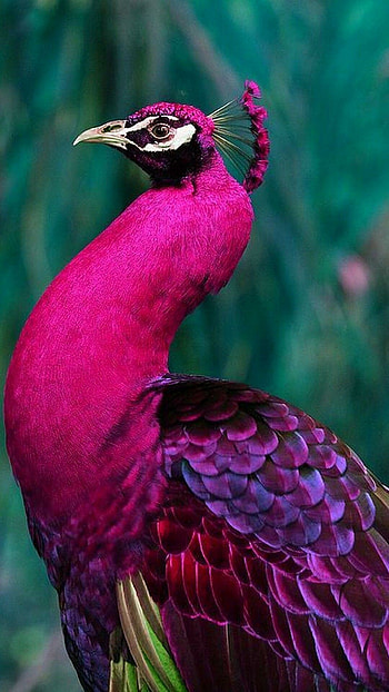 Purple, Peacocks HD phone wallpaper