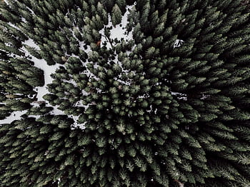 Drone shot of dense evergreen forest with scattered snow patches in winter season. HD wallpaper