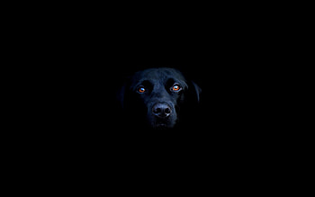 Dog, Muzzle, Eyes, Minimalism, Shadow, Nose HD wallpaper