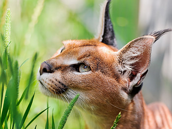 Ears, Caracal HD wallpaper