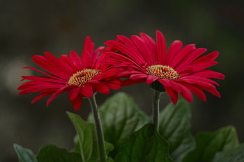 Flowers, , Gerbera, Flower HD wallpaper