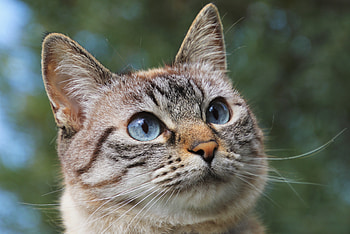 Cat, kitten, Kitty, animla HD wallpaper
