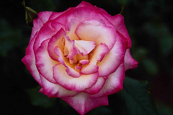 Two colored rose in the dark., Green Leaves, Two colors, Petals, Stunning, Outside, Rose HD wallpaper