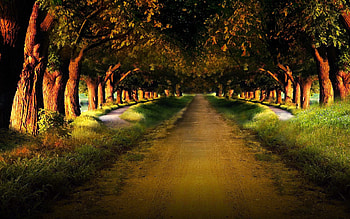 Alley, Nature, Road, Path, Garden, Trail, Mysterious, Rows, Ranks HD wallpaper