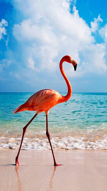 Aruba Island, Dutch Caribbean charm, Island vibes, Natural wonders HD phone wallpaper